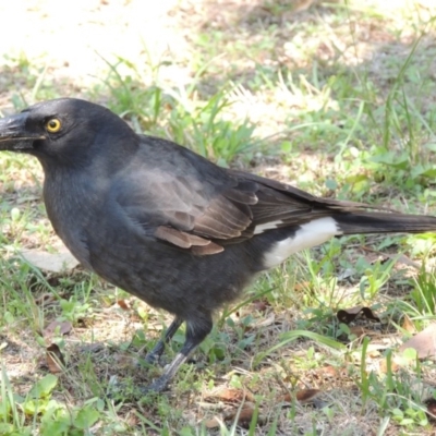 Strepera graculina (Pied Currawong) at Pollinator-friendly garden Conder - 23 Feb 2014 by michaelb