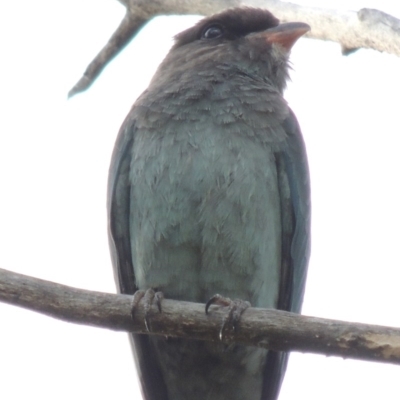 Eurystomus orientalis (Dollarbird) at Tharwa, ACT - 6 Mar 2014 by michaelb