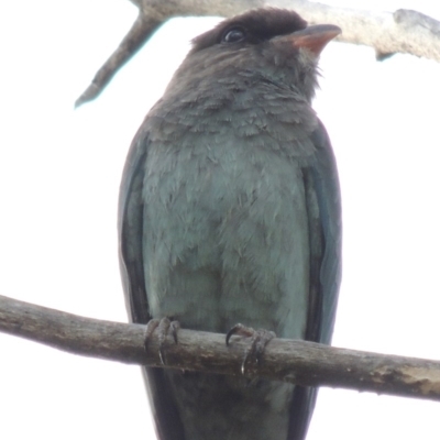 Eurystomus orientalis (Dollarbird) at Tharwa, ACT - 6 Mar 2014 by MichaelBedingfield