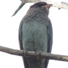Eurystomus orientalis (Dollarbird) at Tharwa, ACT - 6 Mar 2014 by michaelb