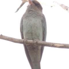 Eurystomus orientalis at Tharwa, ACT - 6 Mar 2014