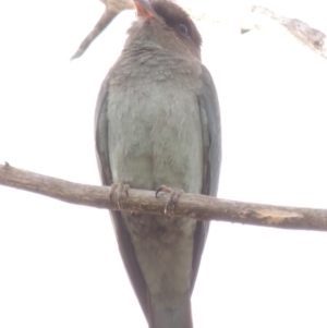 Eurystomus orientalis at Tharwa, ACT - 6 Mar 2014