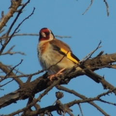 Carduelis carduelis (European Goldfinch) at Greenway, ACT - 19 Nov 2014 by MichaelBedingfield