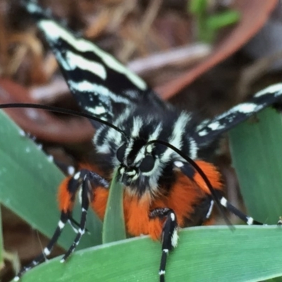 Comocrus behri (Mistletoe Day Moth) at Googong, NSW - 5 Feb 2016 by Wandiyali