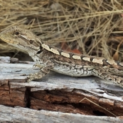 Amphibolurus muricatus (Jacky Lizard) at QPRC LGA - 4 Feb 2016 by Wandiyali