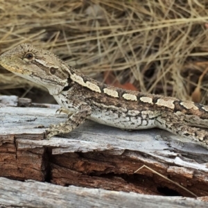 Amphibolurus muricatus at Googong, NSW - 5 Feb 2016