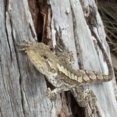 Amphibolurus muricatus at Googong, NSW - 5 Feb 2016