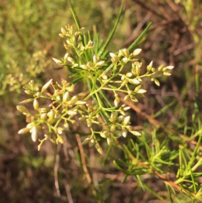 Cassinia quinquefaria (Rosemary Cassinia) at Googong, NSW - 5 Feb 2016 by Wandiyali