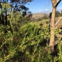 Cassinia quinquefaria at Googong, NSW - 5 Feb 2016