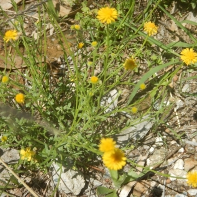 Calotis lappulacea (Yellow Burr Daisy) at Yarralumla, ACT - 4 Feb 2016 by MichaelMulvaney