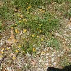 Calotis lappulacea at Yarralumla, ACT - 4 Feb 2016