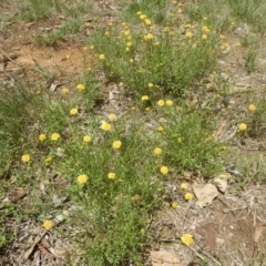 Calotis lappulacea (Yellow Burr Daisy) at Yarralumla, ACT - 4 Feb 2016 by MichaelMulvaney