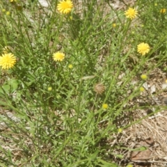 Calotis lappulacea at Yarralumla, ACT - 4 Feb 2016