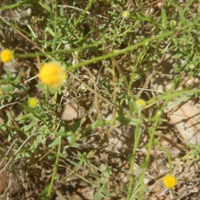 Calotis lappulacea (Yellow Burr Daisy) at Yarralumla, ACT - 4 Feb 2016 by MichaelMulvaney