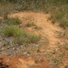 Calotis lappulacea at Yarralumla, ACT - 4 Feb 2016 01:44 PM