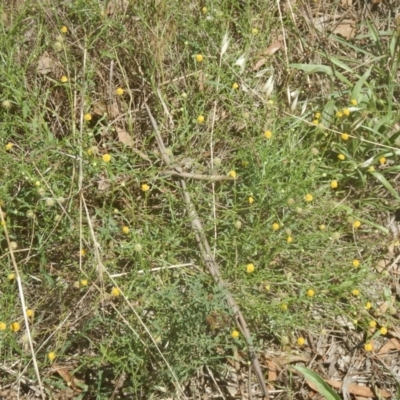 Calotis lappulacea (Yellow Burr Daisy) at Yarralumla, ACT - 4 Feb 2016 by MichaelMulvaney