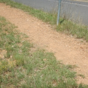 Calotis lappulacea at Yarralumla, ACT - 4 Feb 2016