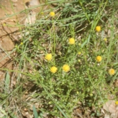 Calotis lappulacea at Yarralumla, ACT - 4 Feb 2016