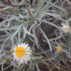 Leucochrysum albicans subsp. tricolor (Hoary Sunray) at Yarralumla, ACT - 4 Feb 2016 by MichaelMulvaney