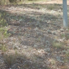 Leucochrysum albicans subsp. tricolor at Yarralumla, ACT - 4 Feb 2016