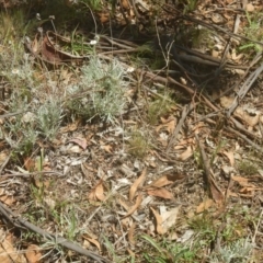 Leucochrysum albicans subsp. tricolor at Yarralumla, ACT - 4 Feb 2016 01:54 PM