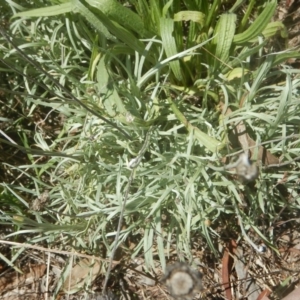 Leucochrysum albicans subsp. tricolor at Yarralumla, ACT - 4 Feb 2016