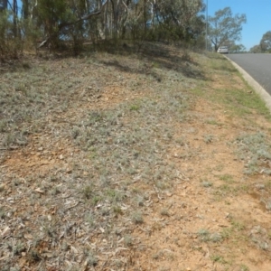 Leucochrysum albicans subsp. tricolor at Yarralumla, ACT - 4 Feb 2016 01:59 PM