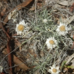 Leucochrysum albicans subsp. tricolor at Yarralumla, ACT - 4 Feb 2016