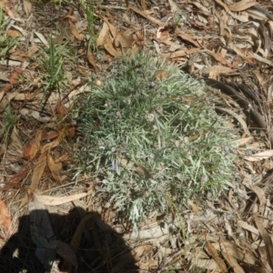 Leucochrysum albicans subsp. tricolor at Yarralumla, ACT - 4 Feb 2016