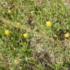 Calotis lappulacea (Yellow Burr Daisy) at Yarralumla, ACT - 4 Feb 2016 by MichaelMulvaney