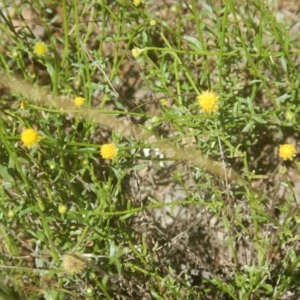 Calotis lappulacea at Yarralumla, ACT - 4 Feb 2016