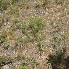 Calotis lappulacea at Yarralumla, ACT - 4 Feb 2016