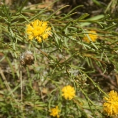 Rutidosis leptorhynchoides (Button Wrinklewort) at Yarralumla, ACT - 4 Feb 2016 by MichaelMulvaney