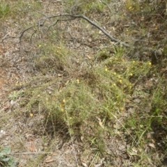 Rutidosis leptorhynchoides at Yarralumla, ACT - 4 Feb 2016