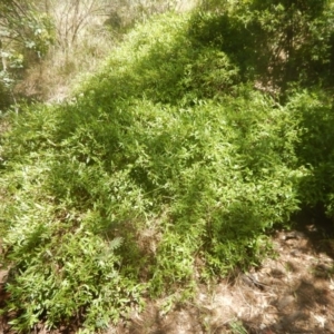 Billardiera heterophylla at Yarralumla, ACT - 4 Feb 2016