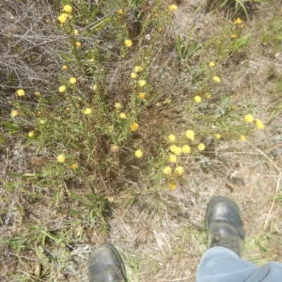 Rutidosis leptorhynchoides (Button Wrinklewort) at Yarralumla, ACT - 4 Feb 2016 by MichaelMulvaney