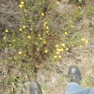 Rutidosis leptorhynchoides at Yarralumla, ACT - 4 Feb 2016