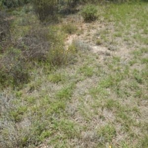 Rutidosis leptorhynchoides at Yarralumla, ACT - 4 Feb 2016