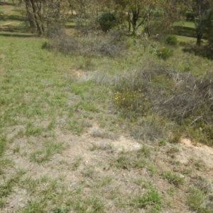 Rutidosis leptorhynchoides at Yarralumla, ACT - 4 Feb 2016 02:37 PM