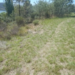 Rutidosis leptorhynchoides at Yarralumla, ACT - 4 Feb 2016