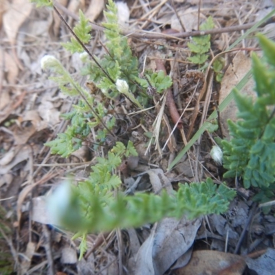 Cheilanthes distans (Bristly Cloak Fern) at Attunga Point - 4 Feb 2016 by MichaelMulvaney