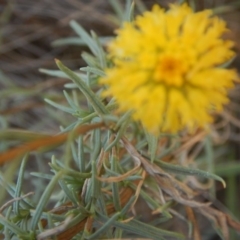 Rutidosis leptorhynchoides (Button Wrinklewort) at Blue Gum Point to Attunga Bay - 4 Feb 2016 by MichaelMulvaney