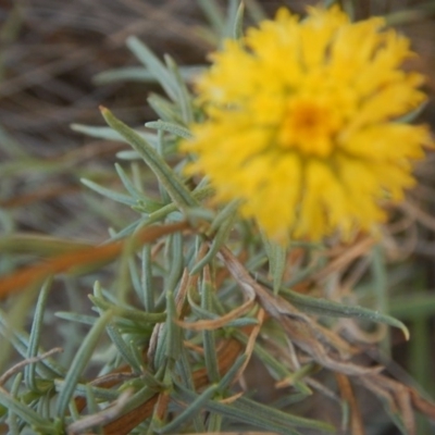 Rutidosis leptorhynchoides (Button Wrinklewort) at Yarralumla, ACT - 4 Feb 2016 by MichaelMulvaney