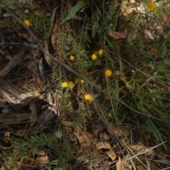 Rutidosis leptorhynchoides at Lake Burley Griffin West - 4 Feb 2016