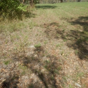 Rutidosis leptorhynchoides at Yarralumla, ACT - 4 Feb 2016 02:59 PM