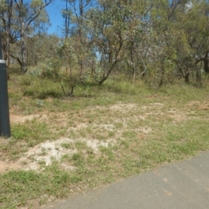 Rutidosis leptorhynchoides at Yarralumla, ACT - 4 Feb 2016