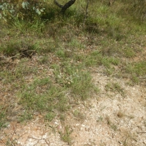 Rutidosis leptorhynchoides at Yarralumla, ACT - 4 Feb 2016