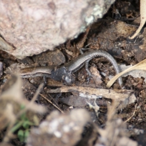 Lampropholis guichenoti at Symonston, ACT - 26 Jan 2016 02:49 PM