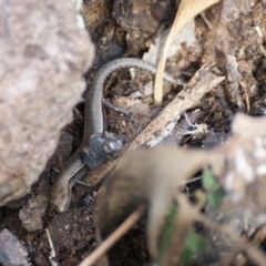 Lampropholis guichenoti at Symonston, ACT - 26 Jan 2016 02:49 PM