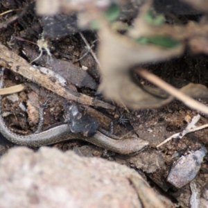 Lampropholis guichenoti at Symonston, ACT - 26 Jan 2016 02:49 PM